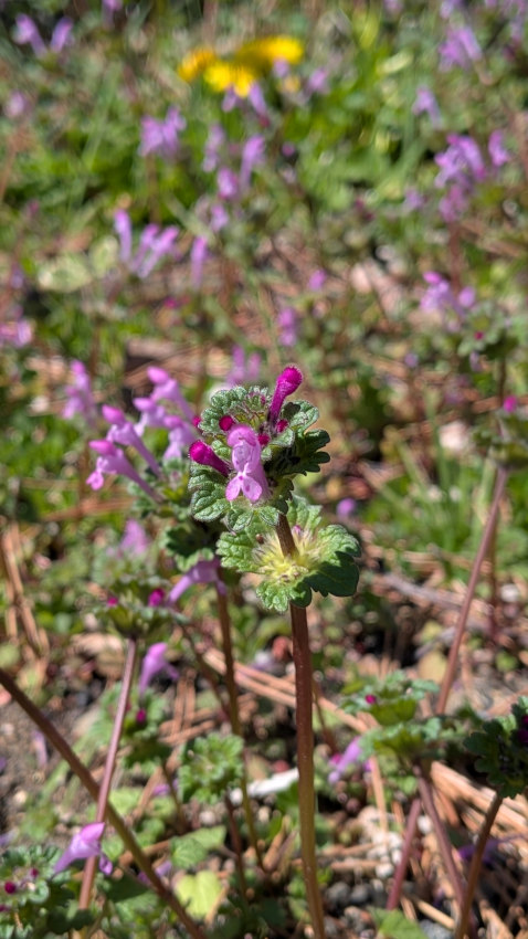 ホトケノザ 20260311-hotokenoza.jpg