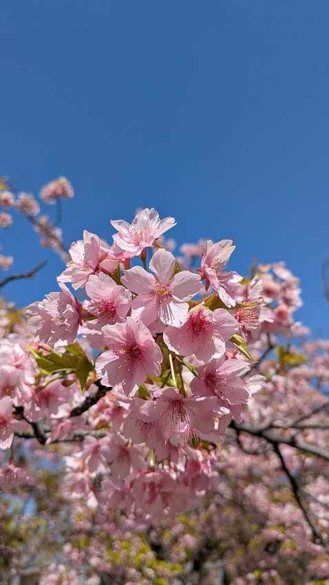 カワヅザクラ 20260311-kawadusakura-02.jpg