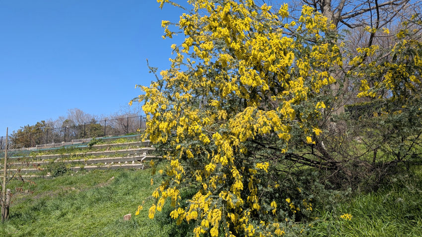 ミモザ (セイヨウアカシア) 20260311-mimoza-01.jpg