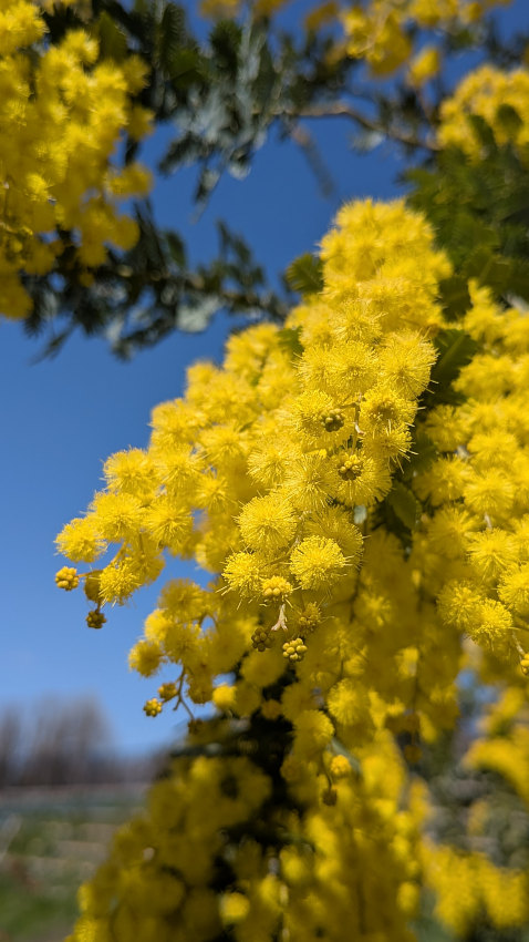 ミモザ (セイヨウアカシア) 20260311-mimoza-02.jpg