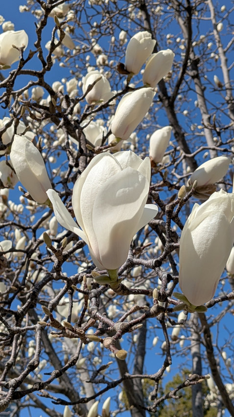 モクレン 20260311-mokuren-01.jpg