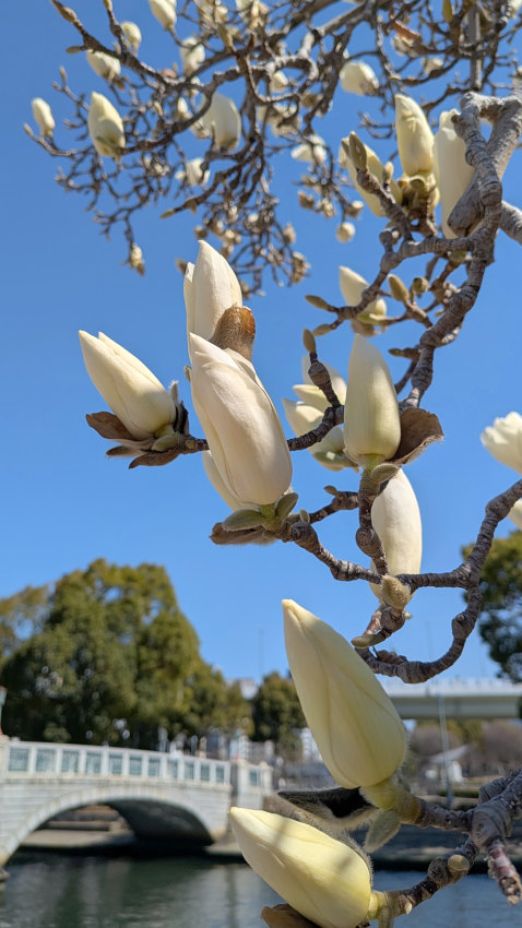ばらぞの橋とモクレン 20260311-mokuren-02.jpg