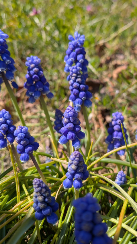 ムスカリ 20260311-muscali.jpg