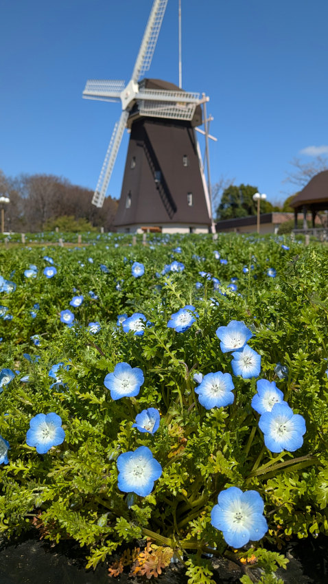 風車の丘のネモフィラ 20260311-nemophila.jpg