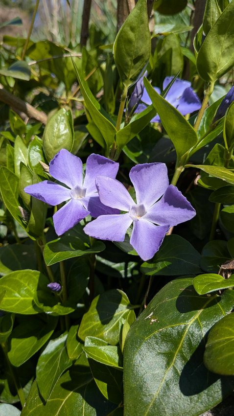 ニチニチソウ 20260311-nichinichisou.jpg