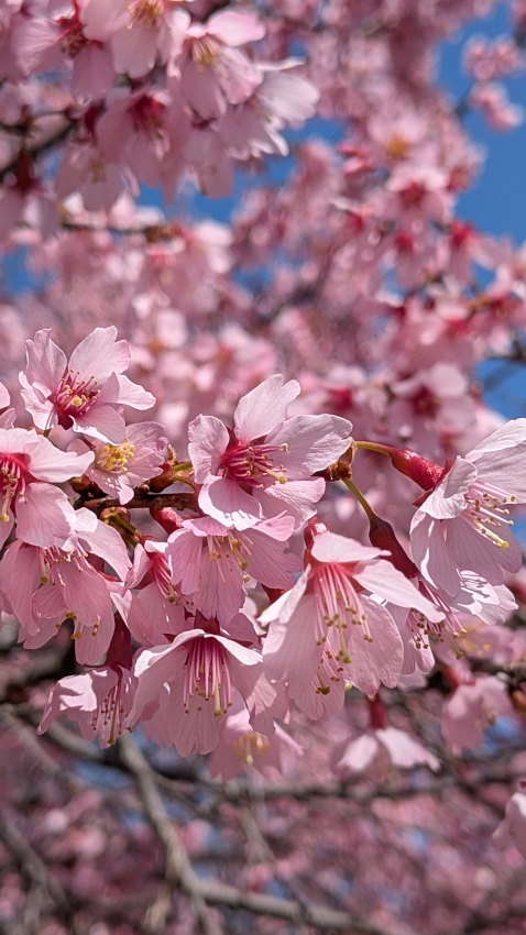 オカメザクラ 20260311-okamesakura-02.jpg