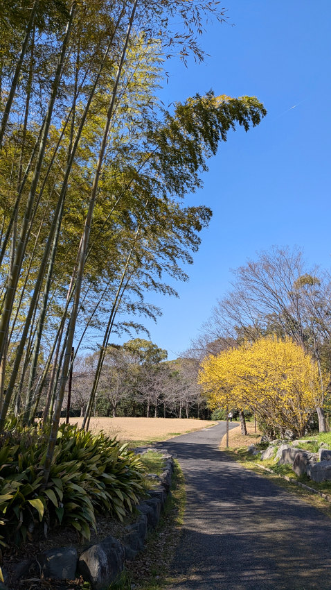 竹林とサンシュユ 20260311-sansyuyu-01.jpg