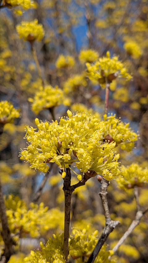 サンシュユ 20260311-sansyuyu-02.jpg