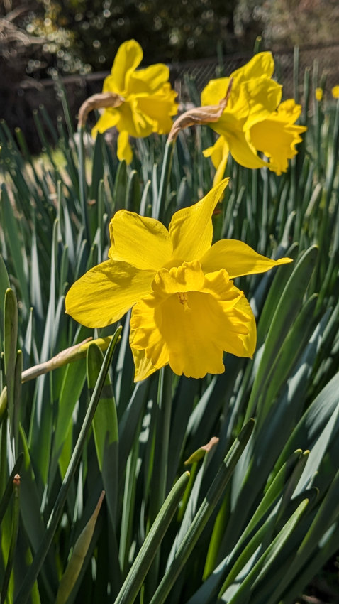 スイセン 20260311-suisen.jpg